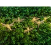  Garden Meister GM 3015 Dragonfly 680 cm 25 LED melegfehér kültéri napelemes (szolár) szitakötő fényfüzér 2 funkcióval (folyamatos világítás / villogó fény), IP44